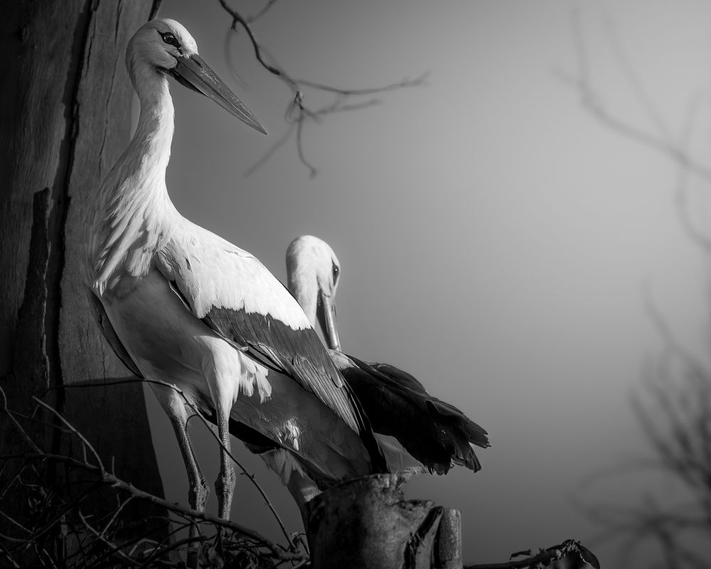 Photograph by Lodi Pertovt