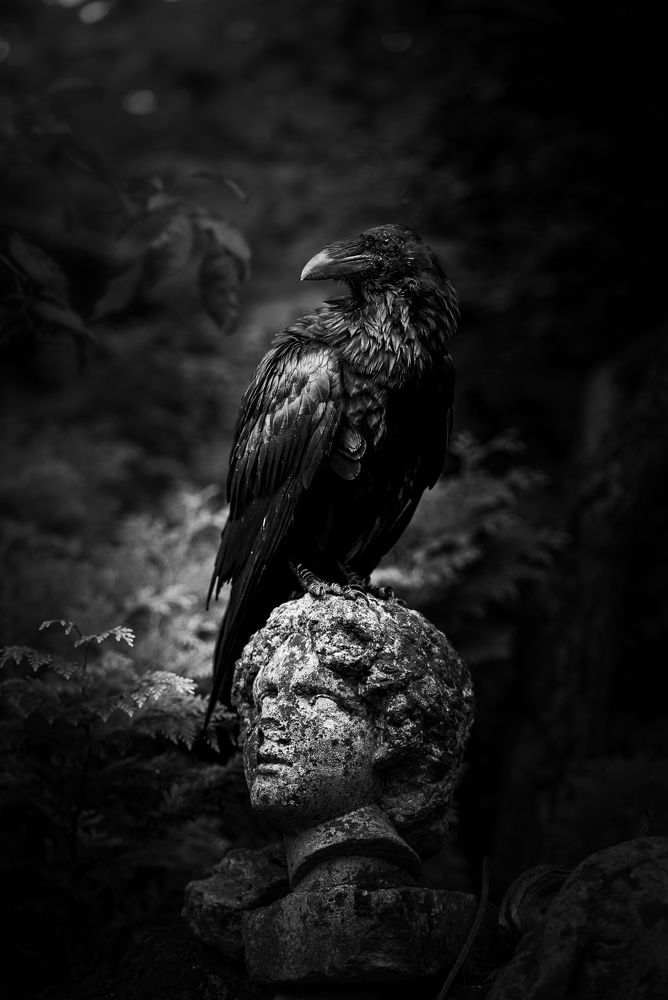 Photograph by Lodi Pertovt