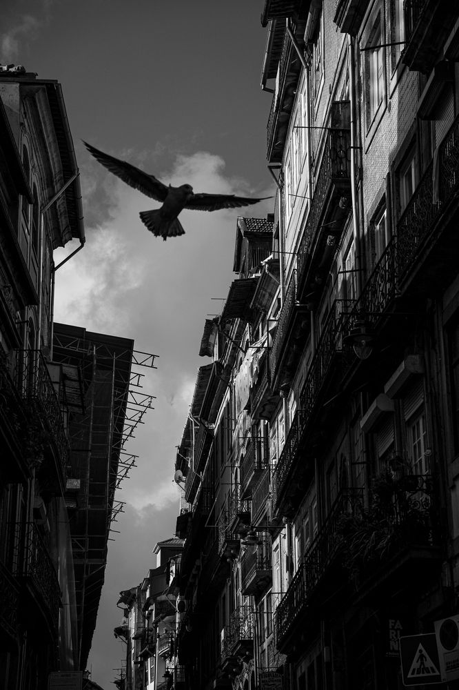 Photograph by Lodi Pertovt