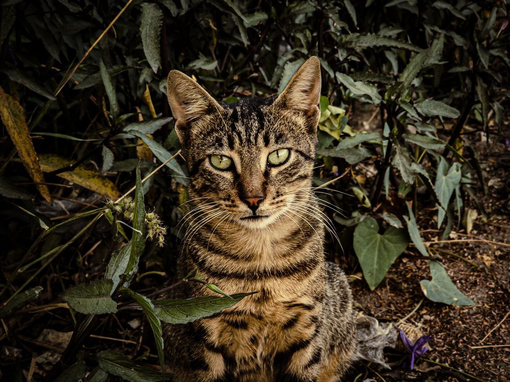 Фотография автора Ahmed Diab