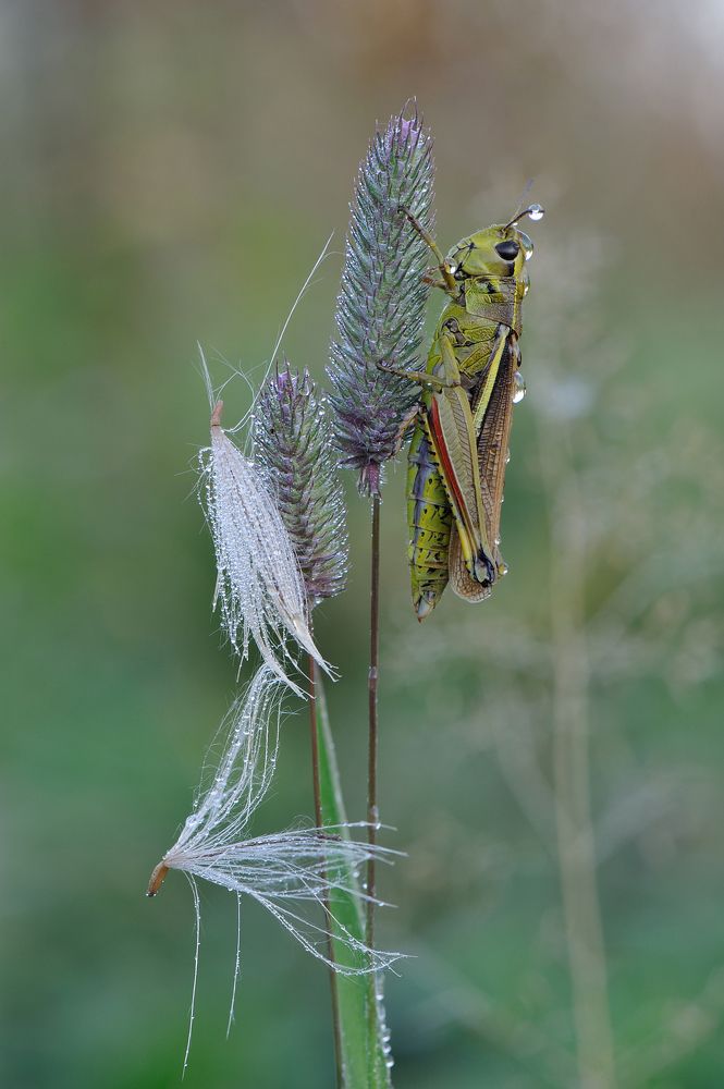 Гусар и бабки - ежки.