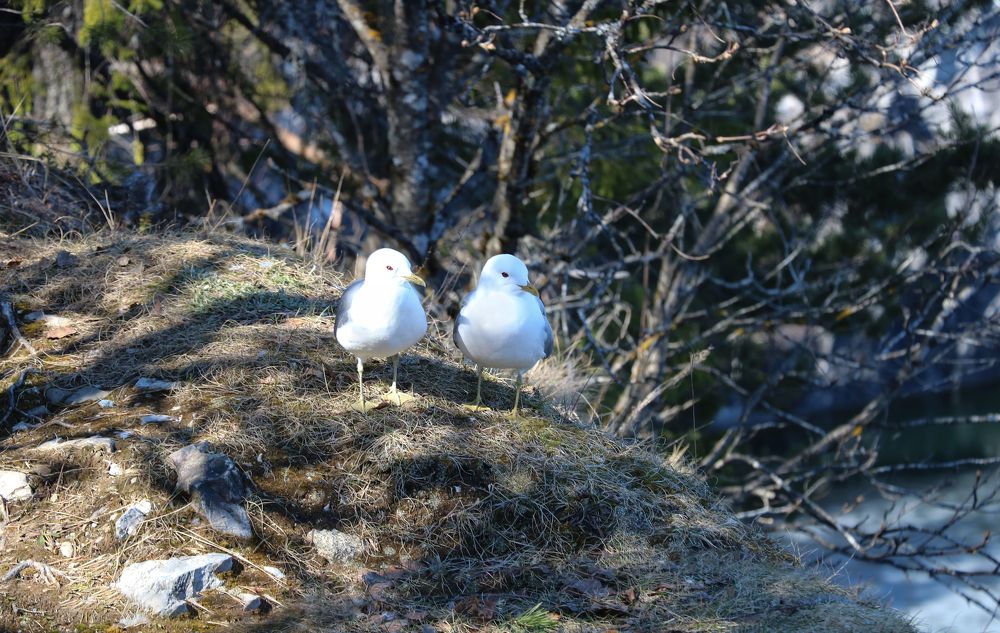 Photograph by Пальшенцева Анна
