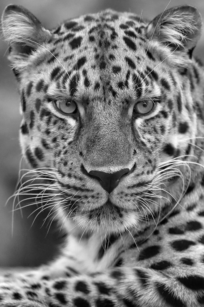 Фотография автора Елена Кириллова