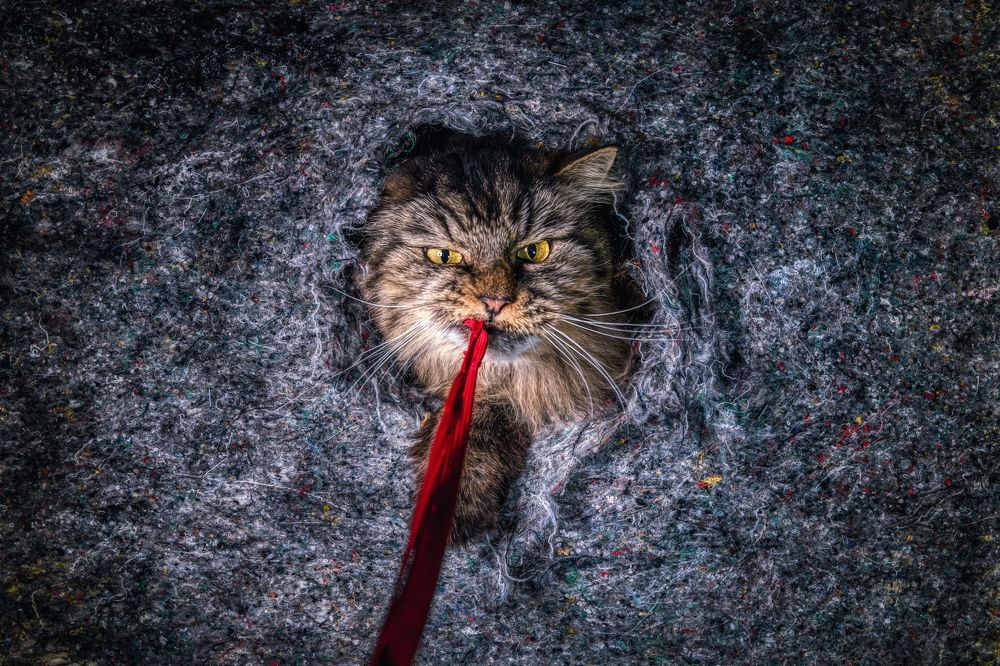 Photograph by Sara Jazbar