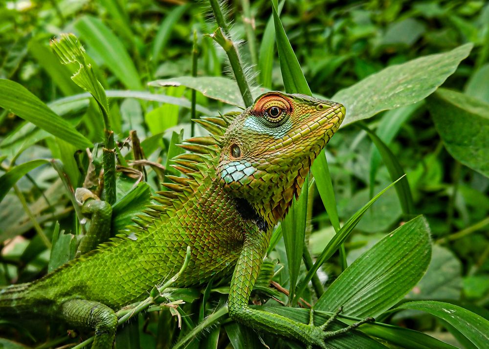 Photograph by M.Maleesha Sathsara Perera