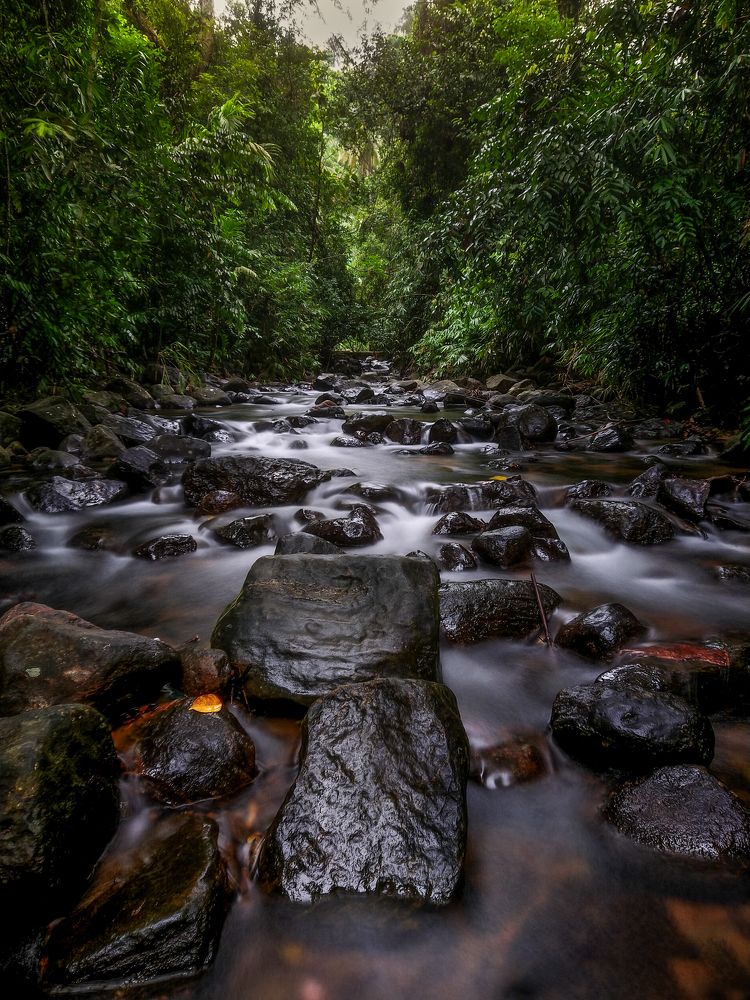 ​Nature\'s Veins