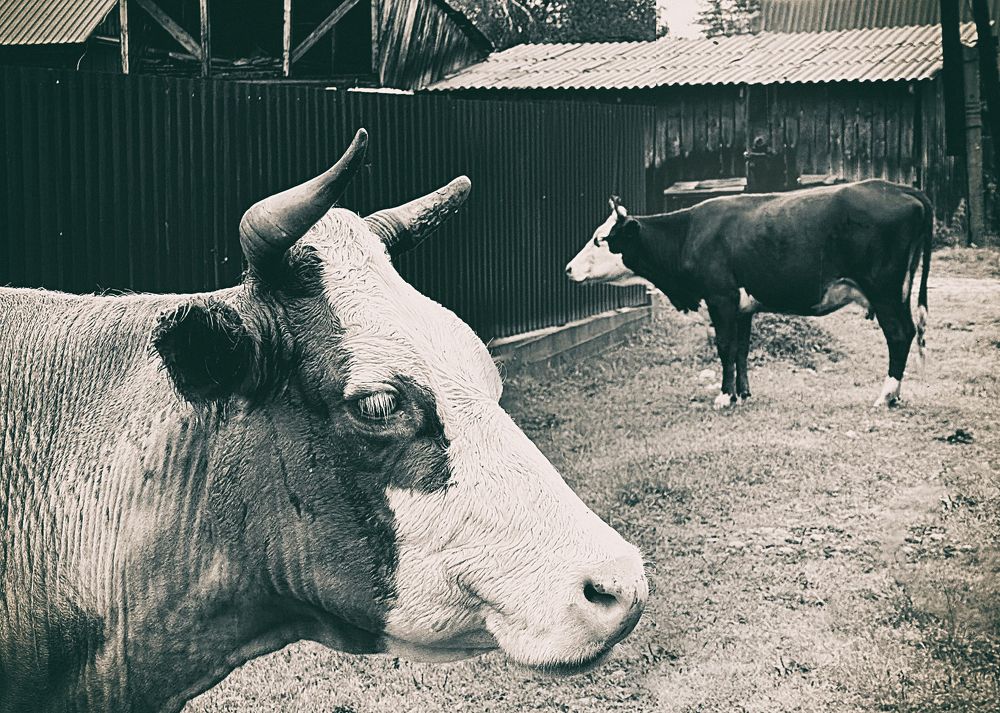 Photograph by Кристина Степанова