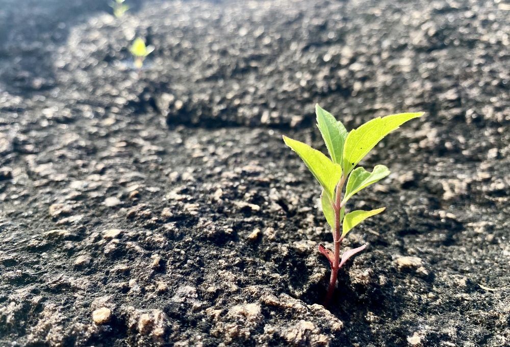 Photograph by Prabhu Viswanathan