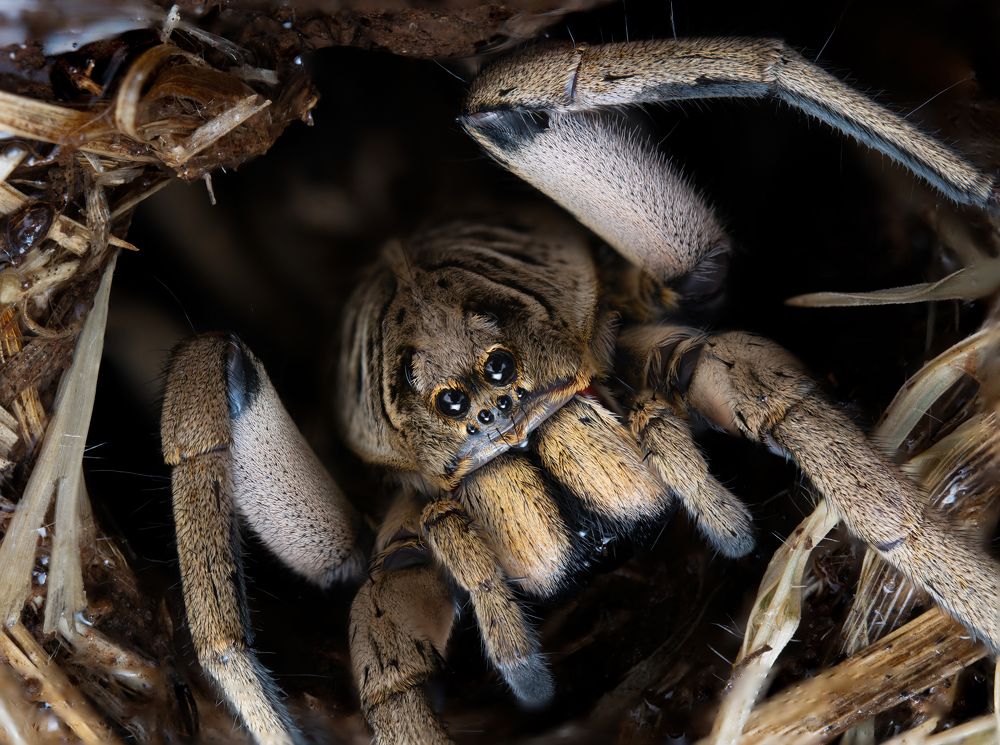 Australian Wolf Spider