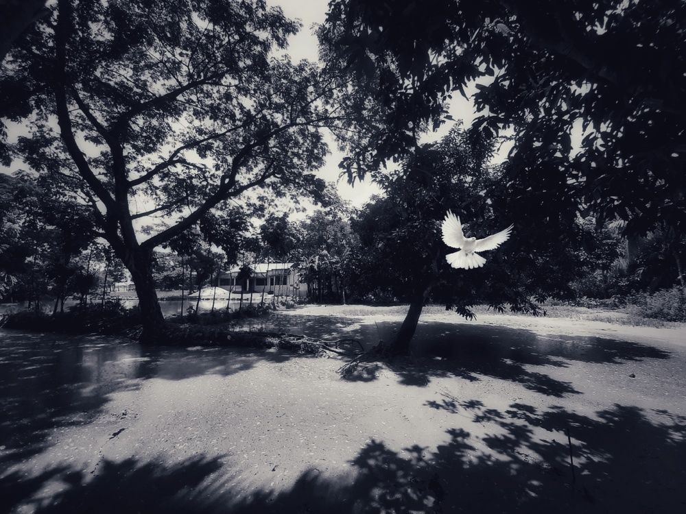 White Fairy