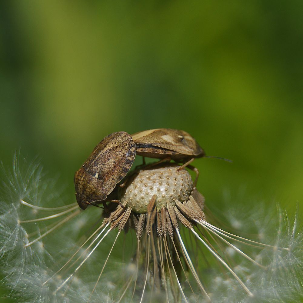 На одуванчике.
