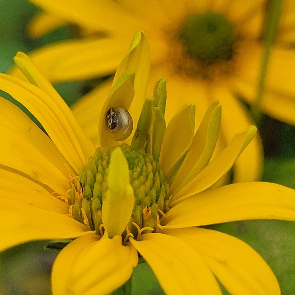 Photograph by Catherine Walter-Prêtre