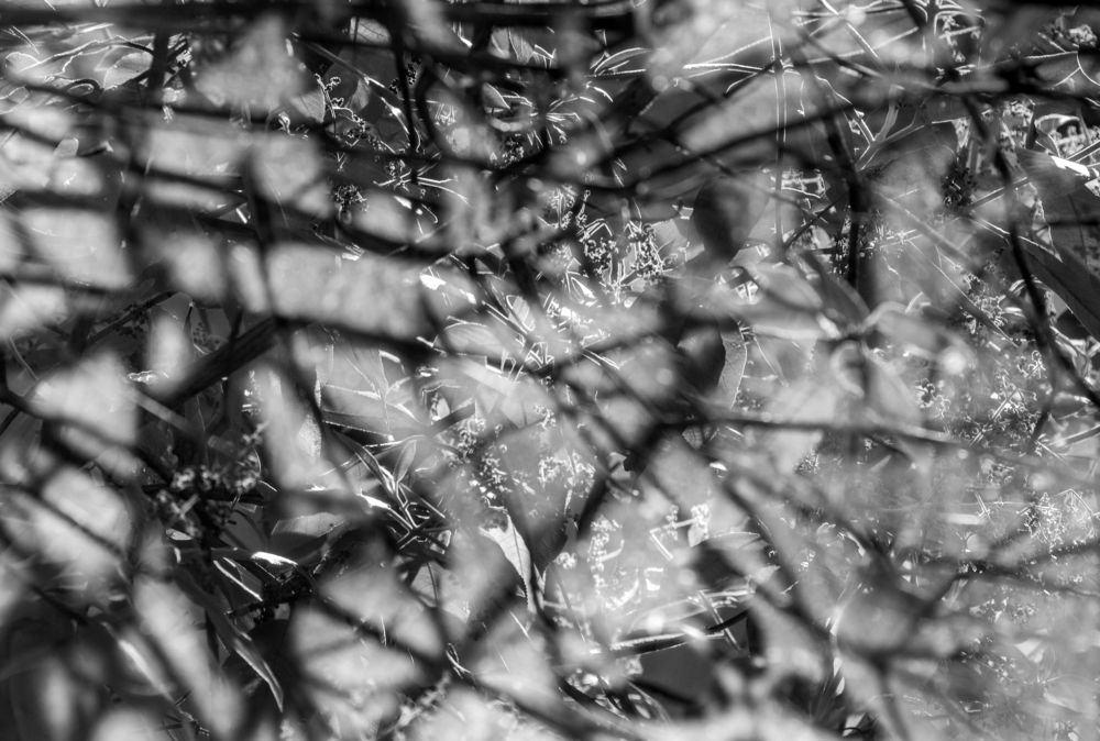 Photograph by gustavo gatto