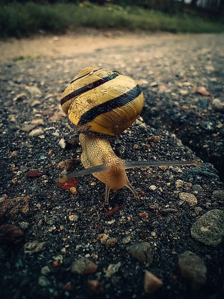 Such a small big life