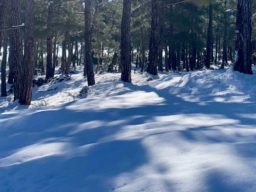 Сугробы в сосновом лесу