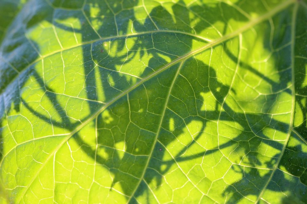 Photograph by Любовь Саханова