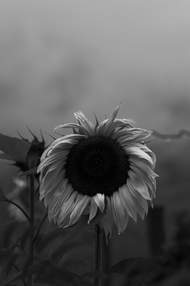 Photograph by Bogdan Kalashnikov