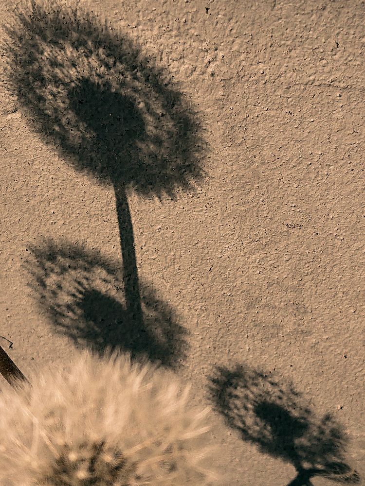 Фотография автора Elena Ku