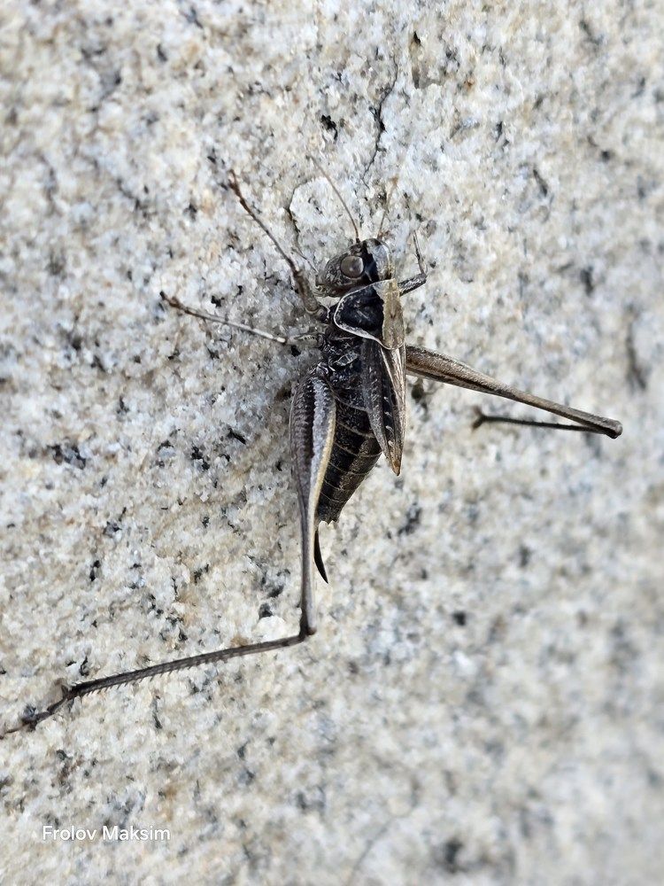 Photograph by Максим Фролов