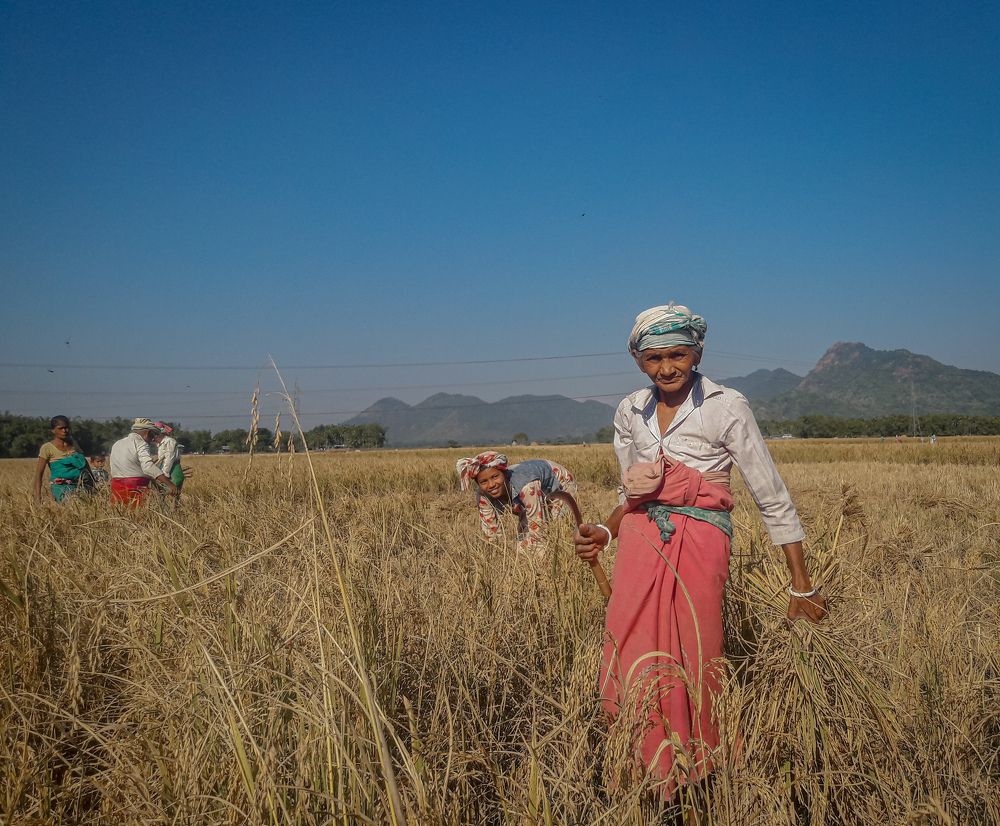 Фотография автора Nibedita Das