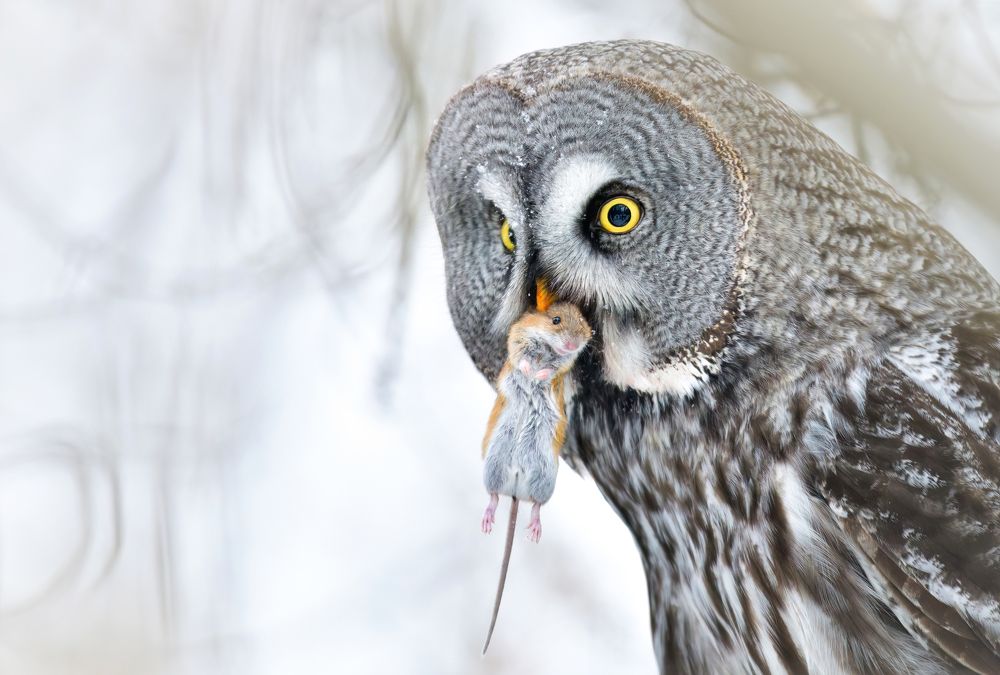 Портрет охотника