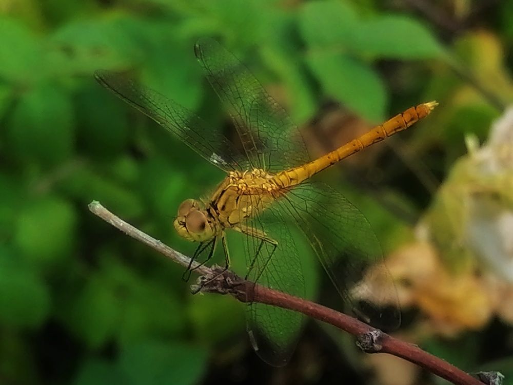 Photograph by Анжелика
