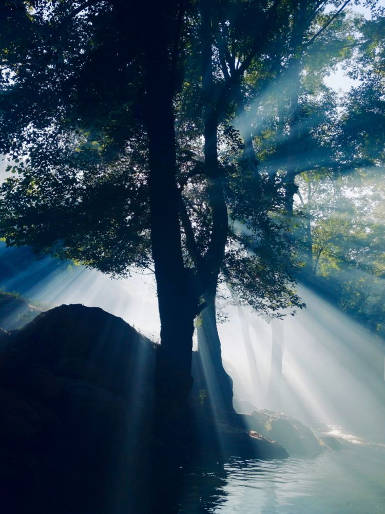 Свет и тени у ручья