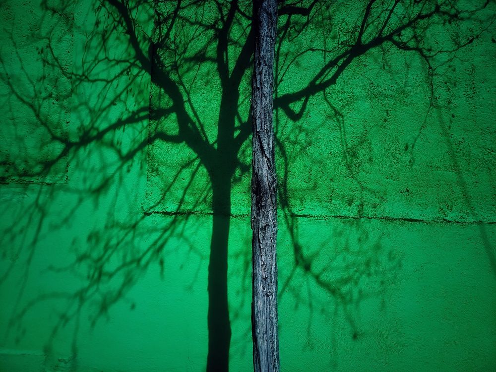 Photograph by shahin foroughi