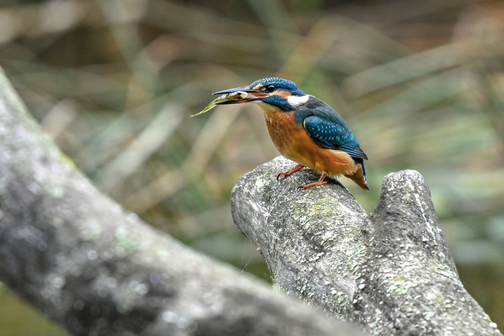 Kingfisher in action