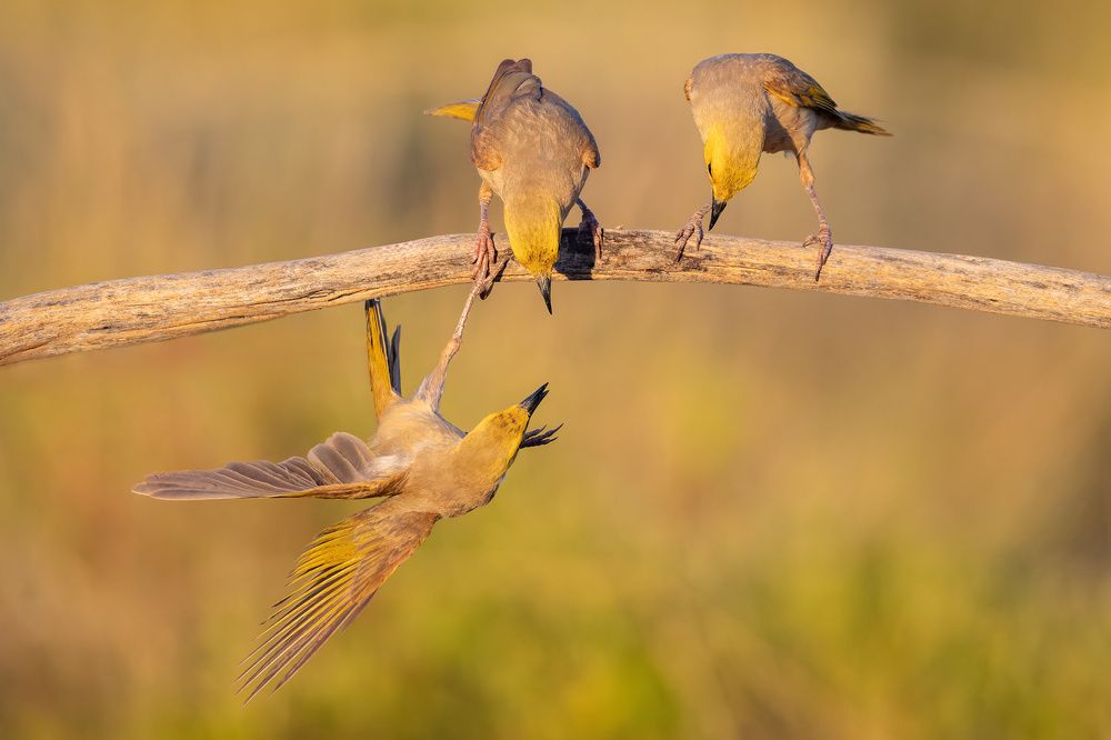 Photograph by Alexander Babych