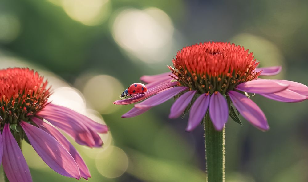 С лепестка на лепесток!