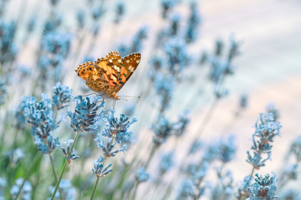 Photograph by Алена Полетаева