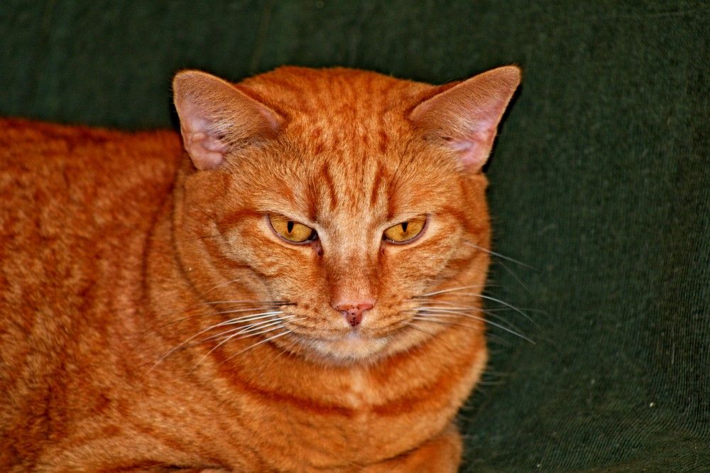 Photograph by Дмитрий Симагин