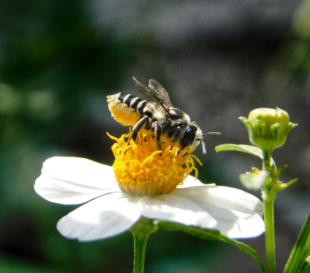 Bailarina del polen (Pollen Dancer)
