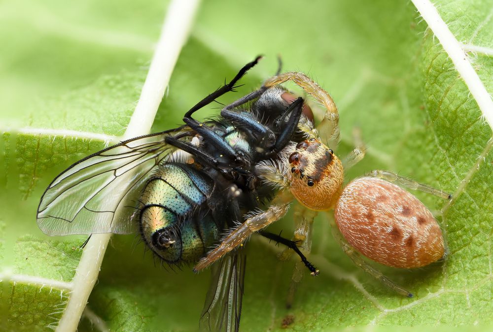 Photograph by Ernie Favaro