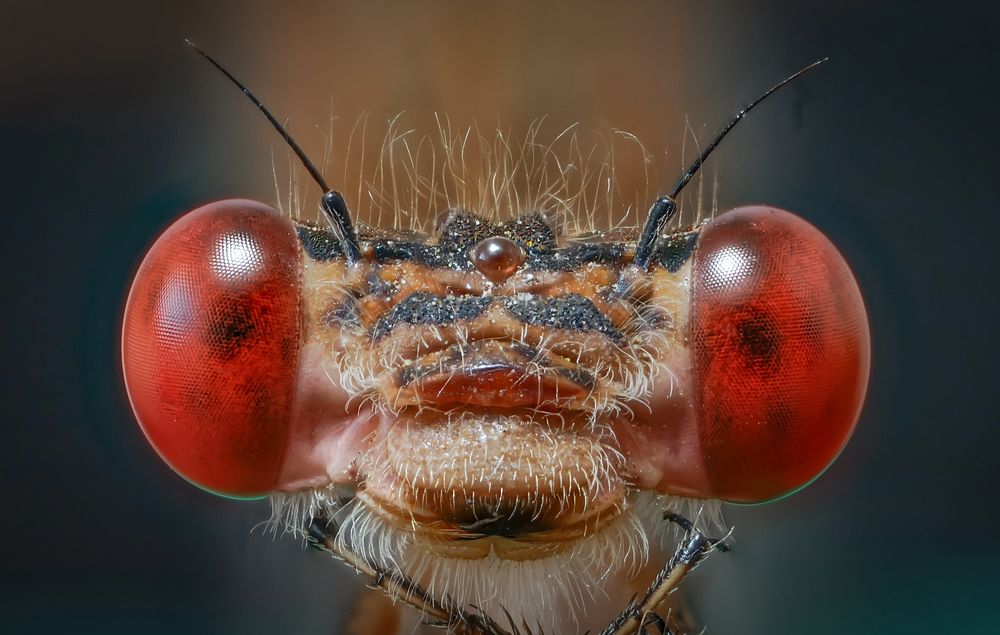 Photograph by Сергей Прокофьев