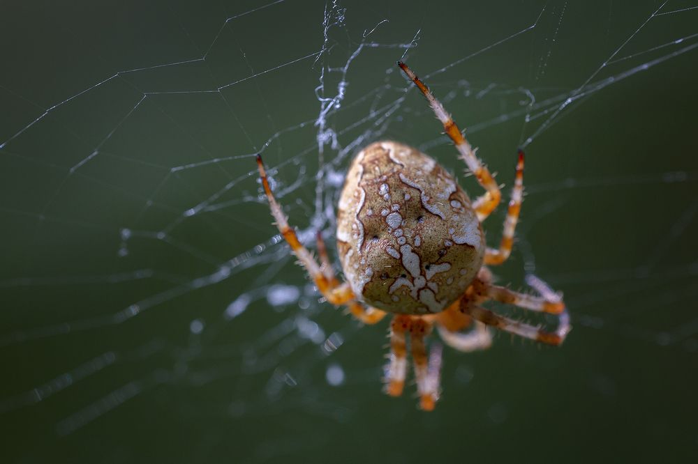 Photograph by Олег Тетерин