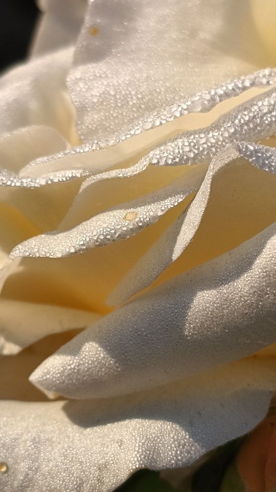 Photograph by Татьяна Пятернёва