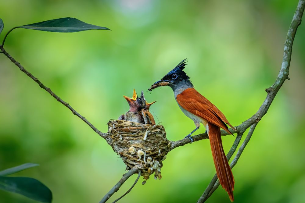 Nurturing Moments: Female Indian Paradise Flycatcher with Her Chicks