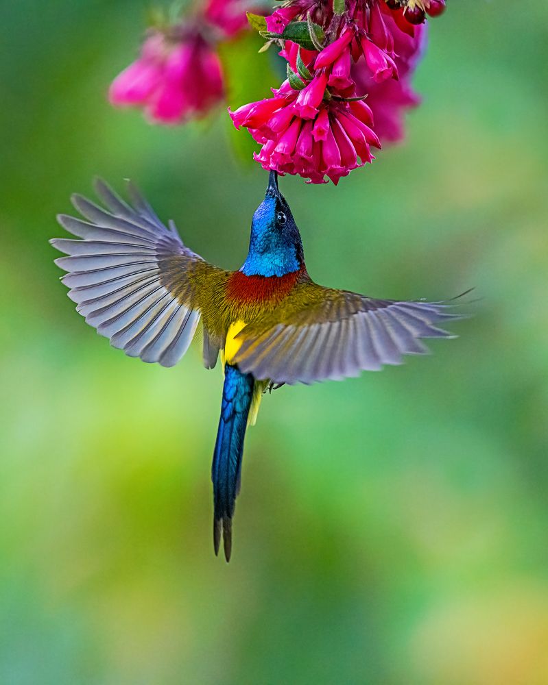 Photograph by Arindam Saha