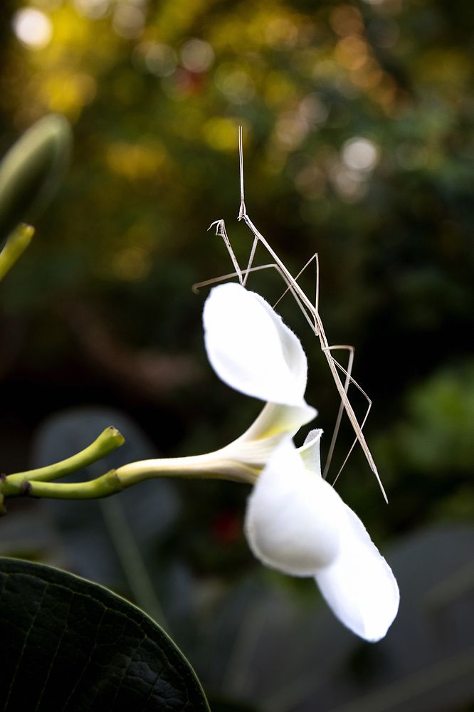 Photograph by Partha Chakraborty