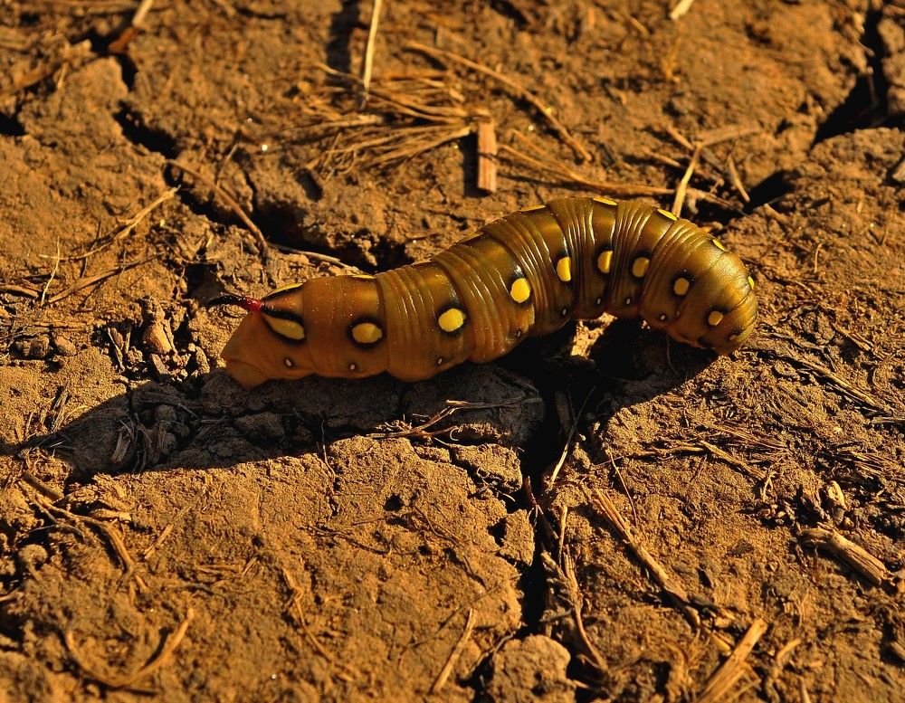 Фотография автора Игорь  Александрович  Куликов