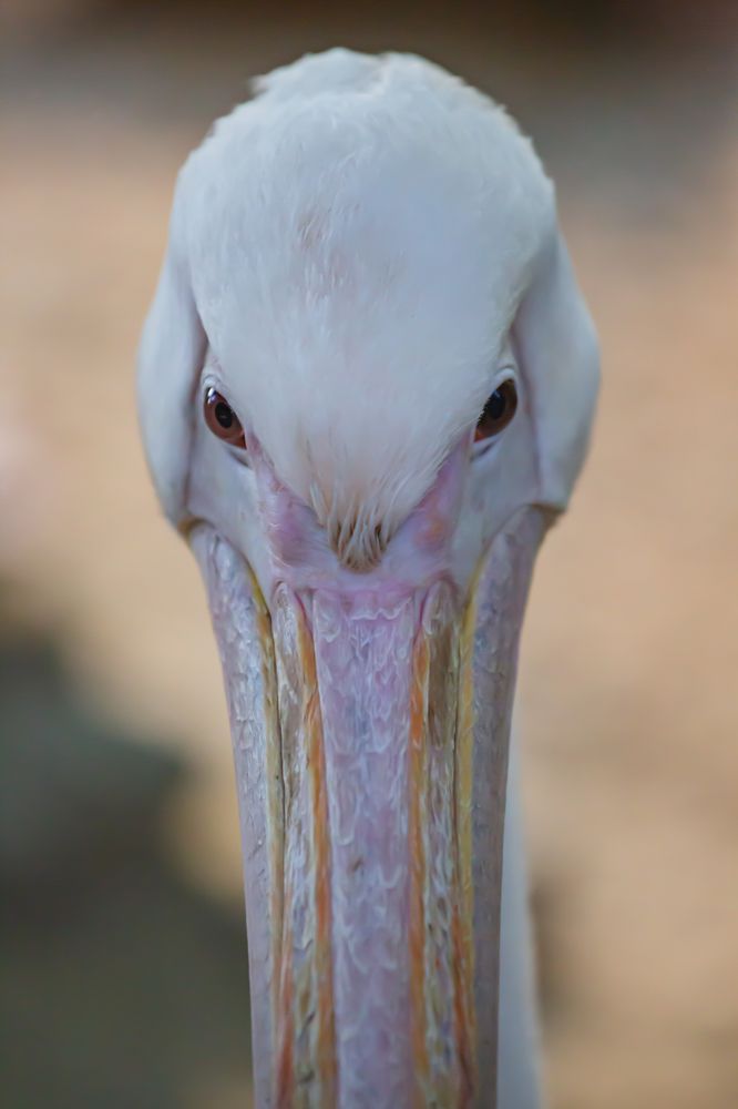 Фотография автора Дмитрий Новиков