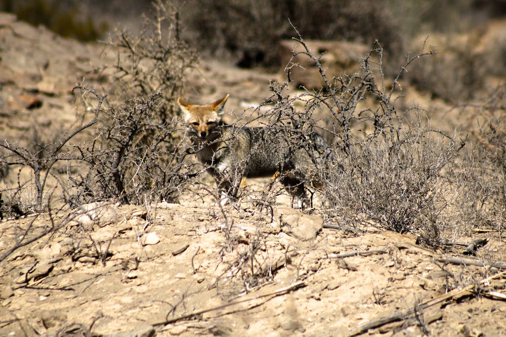 Photograph by Gonzalo Jorge Eduardo MARÓN