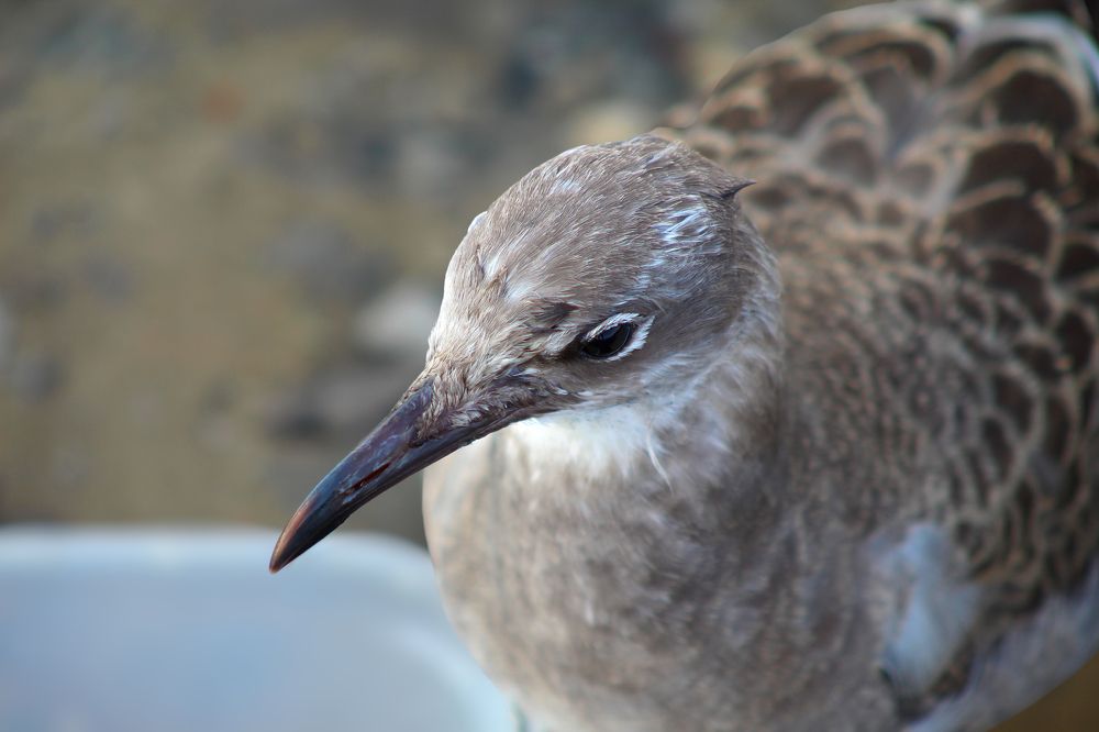 Juvenile Seagull