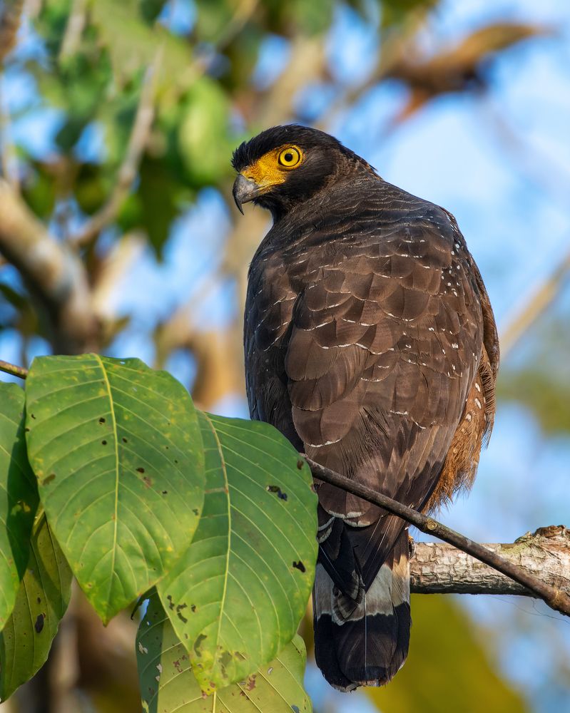 Photograph by Pinak Paul