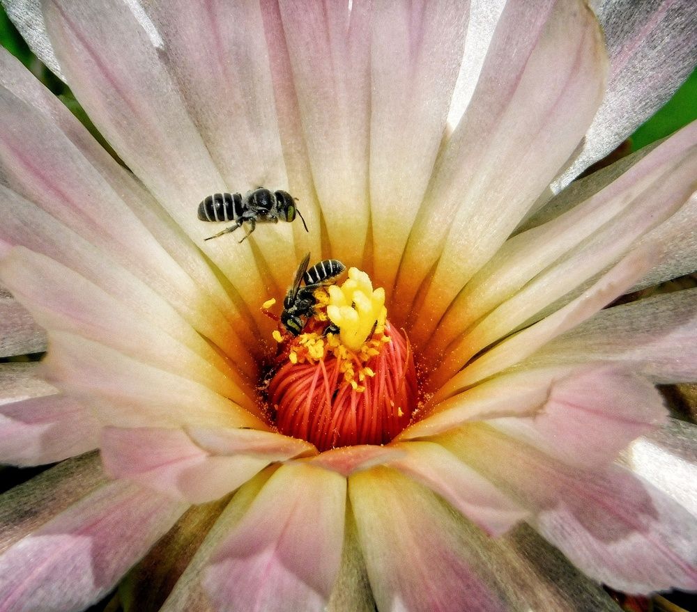 Pollinators Dance