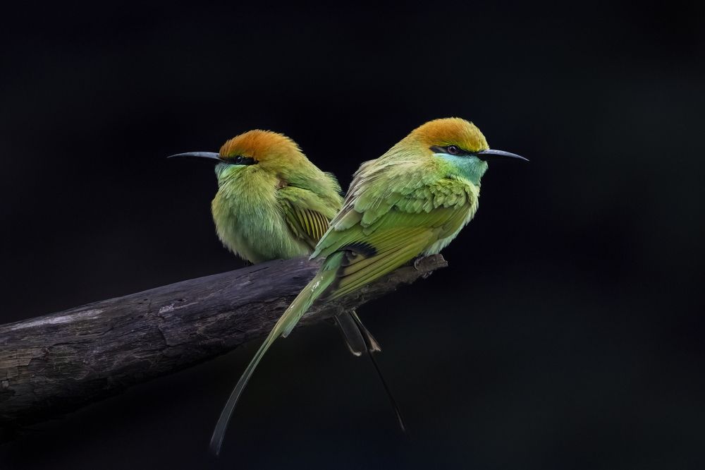 Photograph by Badal Chandra Sarker