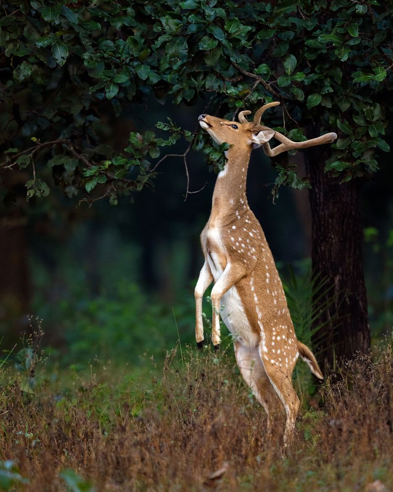 Photograph by Prashant Singh