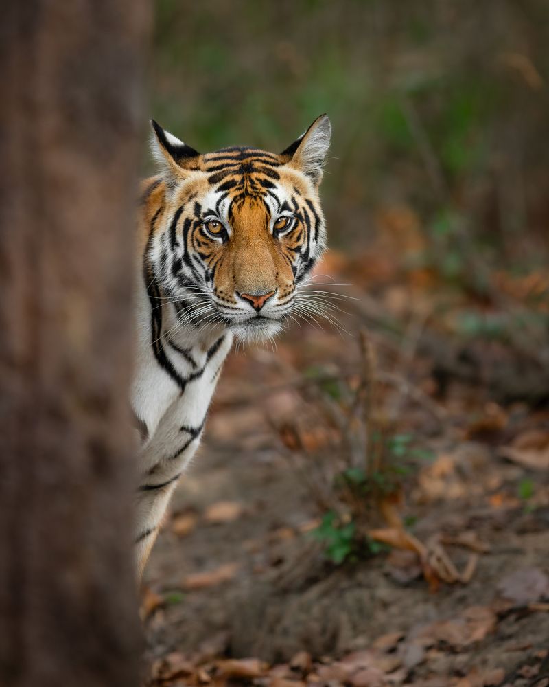 Photograph by Prashant Singh